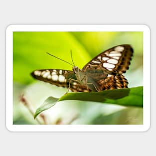 Butterfly on a Leaf Sticker